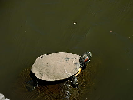 tortue, eau, boueux, tortue boueuse, un animal, nager, réflexion, thèmes animaux, Lac, animal, la faune des animaux, reptile, animaux à l'état sauvage, vertébré, vue grand angle, la nature, personne, front de mer, journée, coquille animale, en plein air, amphibie, écaille de tortue, Marin, flottant sur l'eau, 1080P, CC0, domaine public, libre de droits