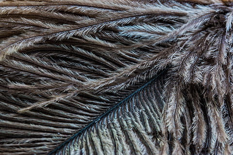 strauss spring, piuma, vicino, macro, vestito di primavera, sfondi, modello, fotogramma intero, strutturato, avvicinamento, nessuno, tessile, lana, capelli, arte e artigianato, giorno, filo, fibra, natura morta, in casa, corda, creatività, Materiale, palla di lana, peli di animali, morbidezza, complessità, 4K, CC0, dominio pubblico, privo di copyright