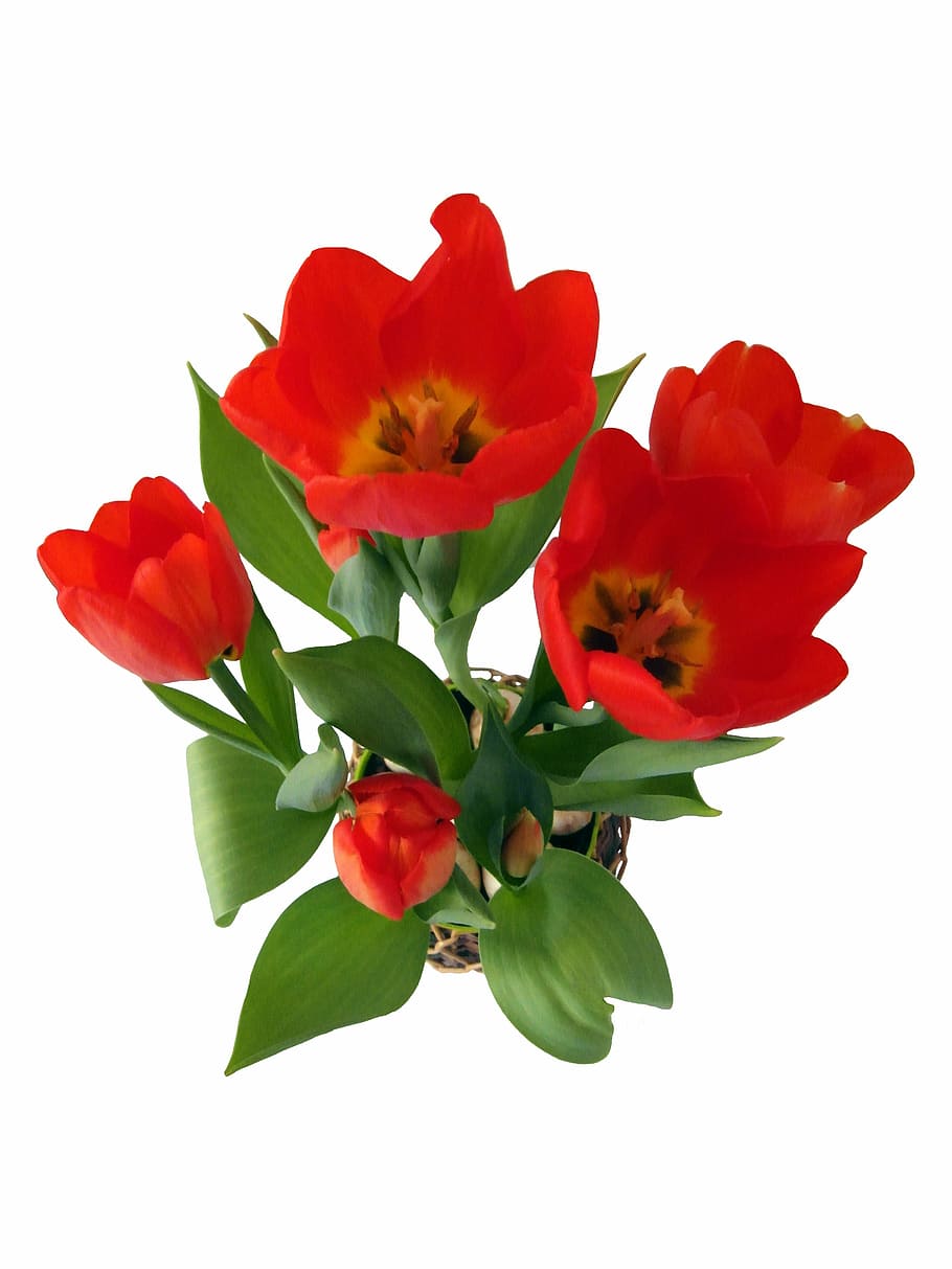 tulipano, primavera, fiore, Strauss, rosso, fiorire, fioritura, cipolle, Olanda, isolato, foglia, petalo, rosa, freschezza, pianta fiorita, pianta, girato in studio, bellezza nella natura, vulnerabilità, fragilità, sfondo bianco, infiorescenza, testa di fiore, avvicinamento, parte vegetale, in casa, natura, nessuno, crescita, composizione floreale, 4K