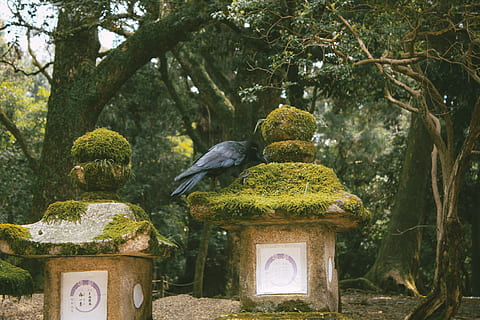 corvo, giardino giapponese, animali, natura, buddismo, religione, Asia, culture, architettura, albero, spiritualità, tempio - edificio, all'aperto, Budda, statua, nessuno, giorno, pianta, uccello, colore verde, vertebrato, animale, temi animali, crescita, gruppo di animali, ramo, animali allo stato selvatico, fauna selvatica, struttura costruita, 4K, CC0, dominio pubblico, privo di copyright