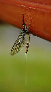 scarafaggio, insetto, alato, macro, invertebrato, animali allo stato selvatico, fauna selvatica, temi animali, un animale, animale, avvicinamento, ala animale, concentrarsi sulle conoscenze acquisite, nessuno, libellula, giorno, bellezza nella natura, natura, all'aperto, zoologia, pianta, messa a fuoco selettiva, volante, 4K, CC0, dominio pubblico, privo di copyright
