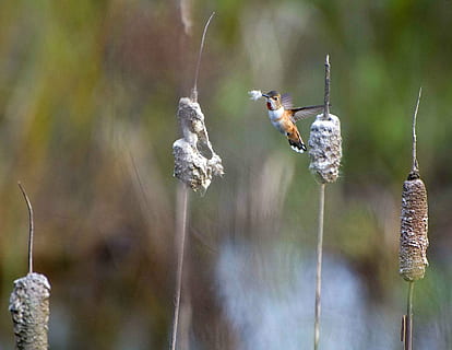 colibrì marrone, Materiale, annidamento, raccoglie, rufus, Selasphorus, uccello, ronzio, Roufus, colibrì, uccelli, animali, fauna, fauna selvatica, temi animali, animali allo stato selvatico, animale, concentrarsi sulle conoscenze acquisite, insetto, invertebrato, avvicinamento, natura, giorno, pianta, bellezza nella natura, volante, gruppo di animali, nessuno, ape, mezz'aria, all'aperto, movimento, 2K, CC0, dominio pubblico, privo di copyright