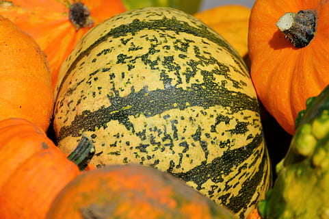 dýně, ovoce, oranžový, podzim, cucurbita maxima, Vybrat, velký, obrovský, jídlo, zelenina, jedlý, jíst, dekorace, podzimní ovoce, sklizeň, jídlo a pití, oranžová barva, svěžest, detail, selektivní zaměření, Zdravé stravování, nikdo, blahobyt, trh, zeleniny, stálý život, den, na prodej, výběr, Příroda, variace, rostlina, tykev, venku, zralý, 4K, CC0, veřejná doména, bez autorských práv