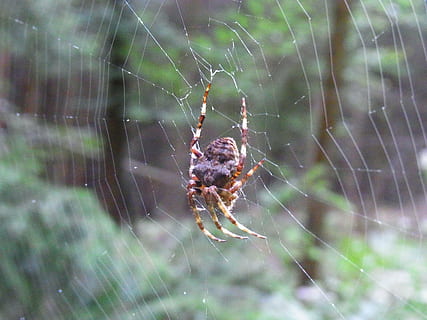 ragno, Aracne, ragnatela, Rete, animale, foresta, prato, temi animali, un animale, aracnide, animali allo stato selvatico, invertebrato, fauna selvatica, fragilità, artropodo, insetto, avvicinamento, concentrarsi sulle conoscenze acquisite, vulnerabilità, natura, nessuno, giorno, zoologia, parte del corpo animale, all'aperto, gamba animale, web, complessità, velenoso, 2K, CC0, dominio pubblico, privo di copyright