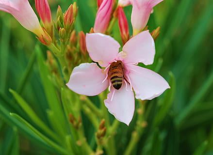 abella, polinització, primavera, insecte, primer pla, naturalesa, pol·linitzant, pètal, rosa, flor, nèctar, pol·linitzar, insectes, picada, error, flora, florint, planta amb flors, animal, temes d'animals, invertebrat, fauna animal, planta, bellesa a la natura, un animal, animals a la natura, frescor, creixement, cap de flor, fragilitat, color rosa, vulnerabilitat, cap gent, pol·len, Abellot, porpra, 2K, CC0, domini públic, lliure de regalies