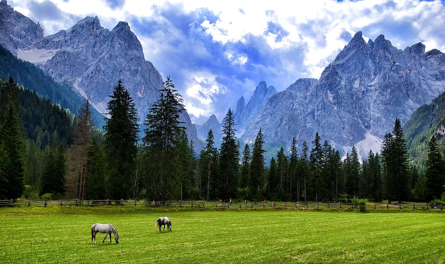 dos, blanc, cavalls, gespa, núvols, muntanya, muntanyes, paisatge, cel, Itàlia, dolomites, llum, naturalesa, paisatge de muntanya, sudtirol, altoadige, verd, valfiscalina, planta, arbre, bellesa a la natura, núvol - cel, bestiar, escenics - natura, terra, temes d'animals, animals domèstics, camp, herba, mamífer, escena tranquil·la, animal, nacional, Serra, cap gent, herbívors, 5K
