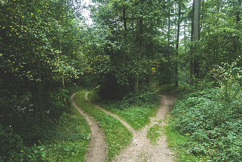 to, veier, trær, krysset, trasé, omgitt, grønt gress, gressfelt, skog, tre, sti, gaffel, natur, utendørs, gangsti, landskap, grønn farge, sommer, vei, scenics, landlige scene, ingen folk, enkelt kjørefelt, dag, anlegg, retning, veien forover, vekst, ro, skjønnhet i naturen, land, rolig scene, ikke-urbane scene, skitt, grusvei, transport, synkende perspektiv, lang, 4K, CC0, offentlig domene, opphavsrett gratis