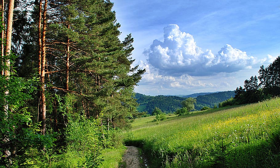 Bäume, Gras, tagsüber, Foto, Wald, Weg, Wolken, Landschaft, Wald, Weg, Insel Beskiden, luboń wielki, Felder, Grün, die Straße im Wald, Baum, der Weg, Forststraße, Tourismus, Berge, Natur, keine Leute, Schönheit in der Natur, Pflanze, Ruhe, ruhige Szene, Szenen - Natur, Wachstum, grüne Farbe, Land, Himmel, wolke - himmel, Umgebung, Nicht-städtische Szene, Tag, Laub, draußen, 2K