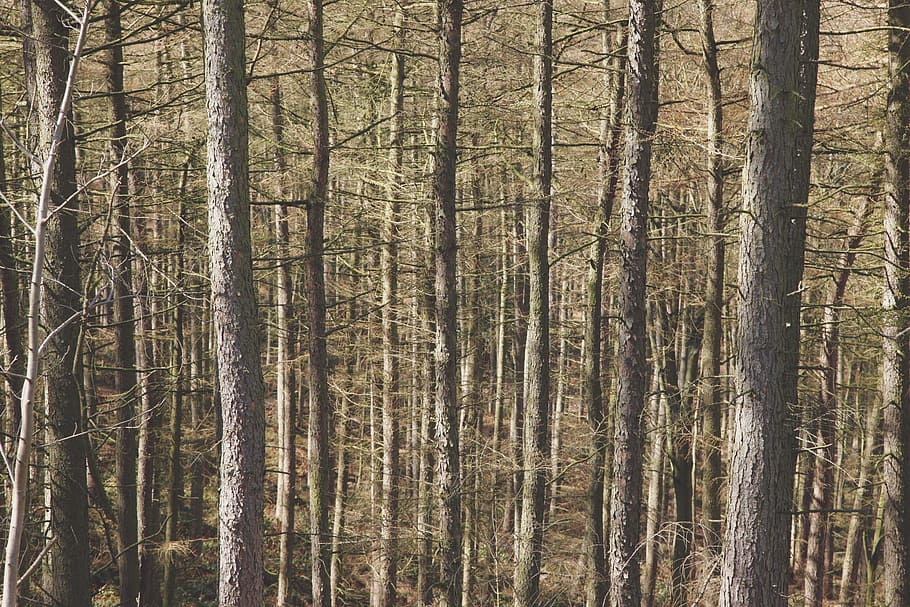 bosc, fusta, arbres, troncs, nua, escorça, coniferes, naturalesa, a l'aire lliure, sol, a través, medi ambient, paisatge, salvatge, arbre, tronc de l'arbre, planta, tronc, terra, creixement, cap gent, marc complet, dia, tranquil·litat, bellesa a la natura, fons, escena no urbana, escena tranquil·la, material de fusta, remot, arbre de coníferes, pi, bosc de pi, bambú - planta, 1080P