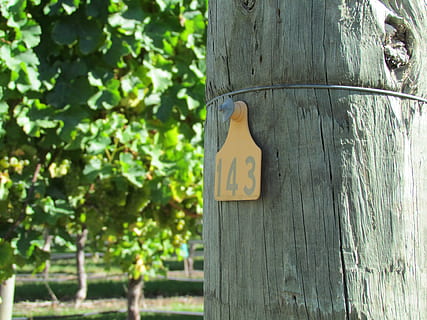 vineyard, post, number, wood - Material, sign, outdoors, communication, tree, plant, focus on foreground, no people, tree trunk, trunk, day, nature, close-up, information, representation, green color, text, growth, guidance, human representation, restroom sign, wooden post, 4K, CC0, public domain, royalty free