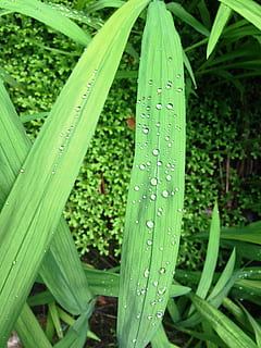ใบไม้, หยด, สีเขียว, Dewdrop, แวว, การเจริญเติบโต, ปลูก, น้ำ, หล่น, ธรรมชาติ, เปียก, ใกล้ชิด, ไม่มีคน, ส่วนของพืช, หญ้า, ใบหญ้า, วัน, ความงามในธรรมชาติ, ความสด, กลางแจ้ง, สนาม, มุ่งเน้นไปที่เบื้องหน้า, น้ำค้าง, ฝน, ความบริสุทธิ์, น้ำฝน, 2K, CC0, โดเมนสาธารณะ, ค่าลิขสิทธิ์ฟรี