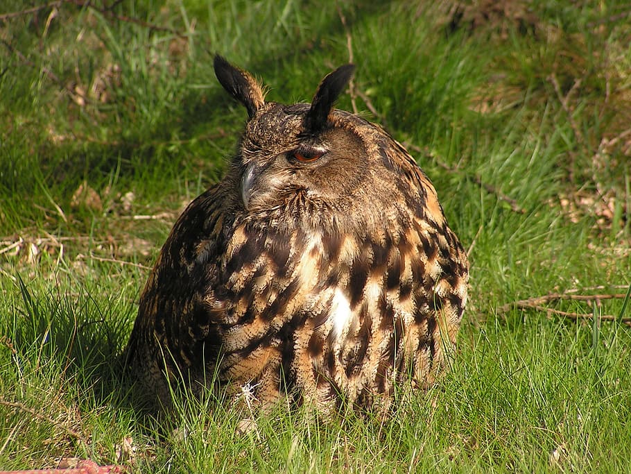 àguila, bubo bubo, mussol, gran, assegut, herba, un animal, fauna animal, animals a la natura, planta, mamífer, naturalesa, vertebrats, terra, camp, cap gent, dia, a l'aire lliure, retrat, llum solar, part del cos dels animals, color verd, herbívors, bigotis, 1080P