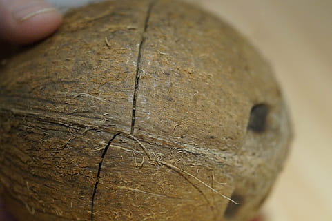 Coco, coco abierto, difícil, cáscara, a punto de ruptura, punto de ruptura, de cerca, parte del cuerpo humano, parte del cuerpo, solo objeto, mano humana, texturizado, enfoque selectivo, mano, naturaleza, agrietado, adentro, antiguo, una persona, primer plano extremo, centrarse en primer plano, historia, día, material de madera, cara humana, 5K, CC0, dominio público, libre de derechos