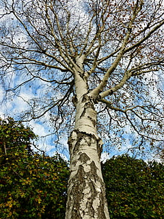 abedul, árbol, árbol de hoja caduca, arbol de jardin, naturaleza, tribu, estético, ladrar, bosque, Iniciar sesión, hacia el cielo, otoño, cielo y nubes, bosque caducifolio, cielo azul, hojas para colorear, azul, verde, madera, rama, tronco de arbol, al aire libre, hoja, cielo, planta, el maletero, vista de ángulo bajo, crecimiento, nadie, tranquilidad, belleza en la naturaleza, día, tierra, color verde, altura maxima, luz del sol, directamente debajo, copas de los árboles, 4K, CC0, dominio público, libre de derechos
