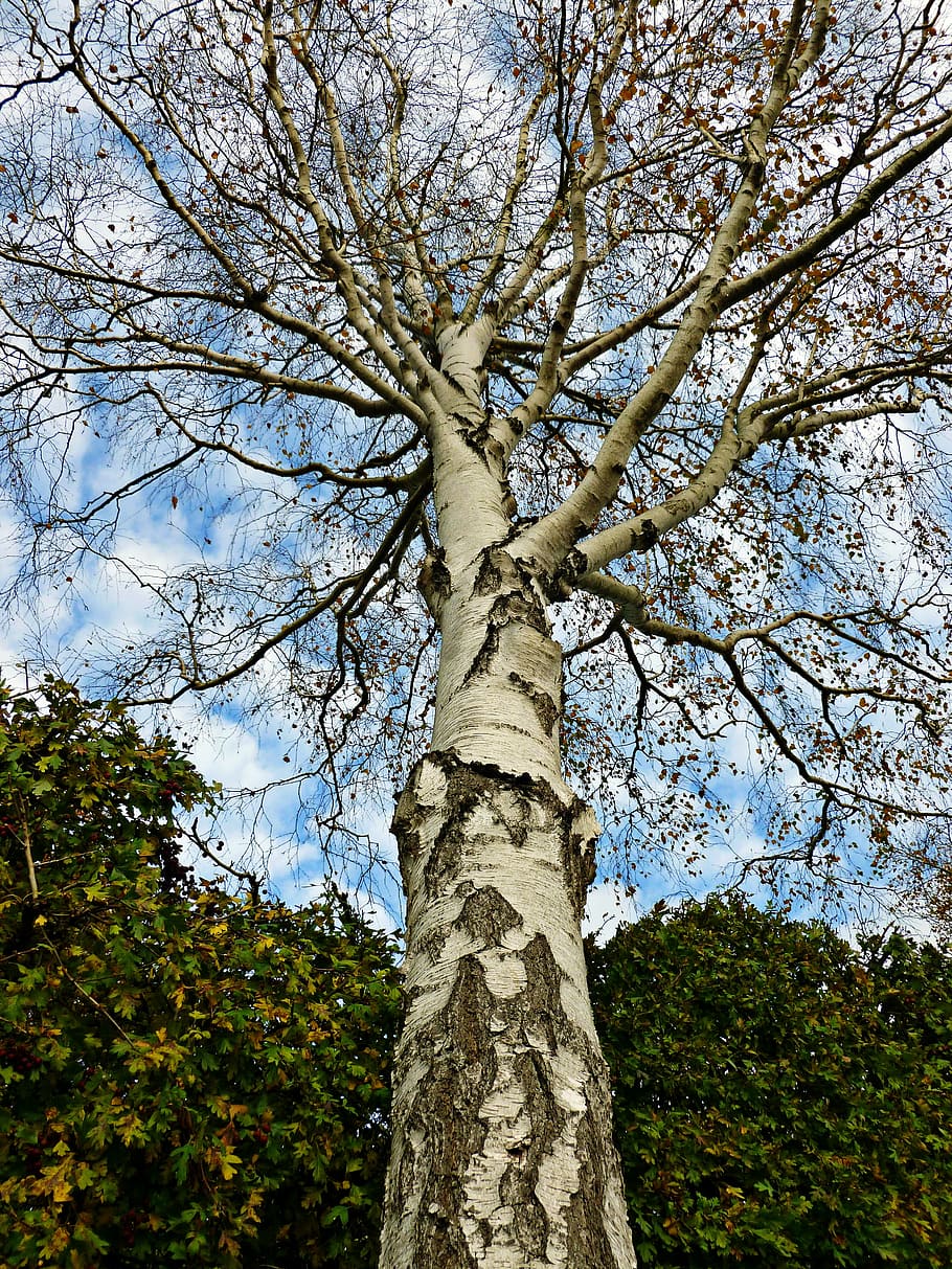 birk, træ, løvfældende træ, have træ, natur, stamme, æstetisk, bark, Skov, log, op mod himlen, efterår, himlen og skyer, løvskov, blå himmel, efterlader farve, blå, grøn, afdeling, træstamme, udendørs, blad, himmel, plante, bagagerum, lav vinkel visning, vækst, ingen mennesker, ro, skønhed i naturen, dag, jord, grøn farve, høj - høj, sollys, direkte under, træ baldakin, 4K