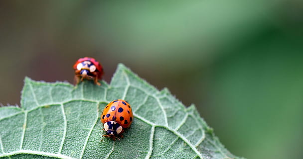 coccinella, scarafaggio, natura, insetto, portafortuna, rosso, animale, fortuna, le foglie, siebenpunkt, temi animali, un animale, animali allo stato selvatico, foglia, fauna selvatica, invertebrato, macchiato, avvicinamento, parte vegetale, nessuno, giorno, concentrarsi sulle conoscenze acquisite, all'aperto, piccolo, 5K, CC0, dominio pubblico, privo di copyright