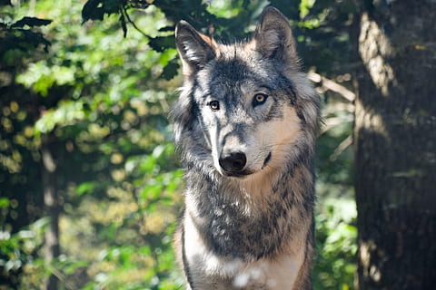 dybde, feltfotografering, sort, tan, ulv, rovdyr, grå, dyr, vild, et dyr, dyre temaer, pattedyr, portræt, hund, dyreliv, træ, dyr i naturen, hunde, kigger på kameraet, natur, Skov, ingen mennesker, kæledyr, schæferhund, husdyr, jord, indenlandske, udendørs, dyr hoved, snude, 5K, CC0, offentligt domæne, royaltyfrie