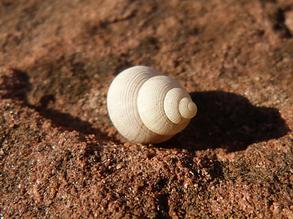 konk, struktur, detalje, skygge, dyreliv, skal, dyr, dyreskal, dyr i naturen, dyre temaer, tæt på, jord, mollusk, sollys, natur, ingen mennesker, klippe, solid, rock-objekt, dag, sand, et dyr, tekstureret, mønster, udendørs, marine, 4K, CC0, offentligt domæne, royaltyfrie
