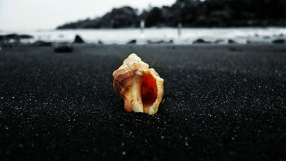 braun, Muschelschale, grau, Sand, Nahansicht, Foto, selektiv, Farbfotografie, Schale, Strand, vulkanisch, Meer, Ozean, Küste, Rock, Wasser, Lebensmittel, Essen und Trinken, Frische, keine Leute, fertig für den Verzehr, Fast Food, Fokus auf den Vordergrund, Snack, Tag, ungesunde Ernährung, Genuss, Natur, selektiver Fokus, fehlender Biss, Süßes Essen, Stillleben, Versuchung, Oberflächenniveau, 4K, CC0, gemeinfrei, lizenzfrei