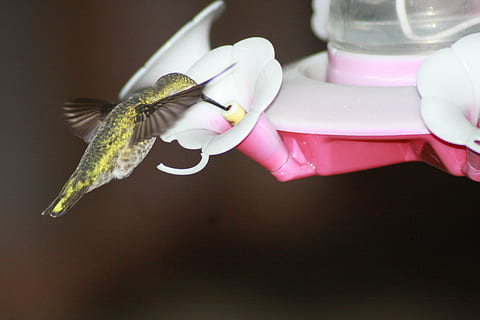 Hummingbird, Feeding, Hovering, ruby-throated, feeder, one animal, animal themes, table, no people, animal wildlife, indoors, animal, animals in the wild, close-up, flower, insect, invertebrate, focus on foreground, beauty in nature, freshness, flying, flowering plant, petal, pink color, fragility, nature, animal wing, flower head, finger, 4K, CC0, public domain, royalty free