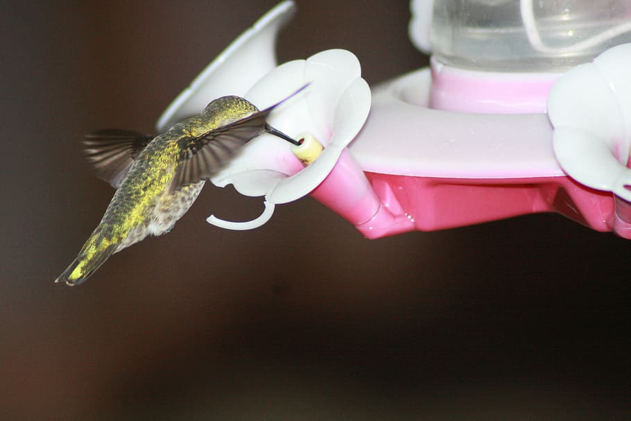 kolibřík, krmení, vznášející se, ruby-throated, podavač, jednoho zvířete, zvířat, stůl, nikdo, uvnitř, zvíře, zvířata ve volné přírodě, detail, květ, hmyz, bezobratlý, zaměřit se na popředí, krása v přírodě, svěžest, létající, kvetoucí rostlina, okvětní lístek, růžová barva, křehkost, Příroda, zvířecí křídlo, květu hlavy, prst, 4K
