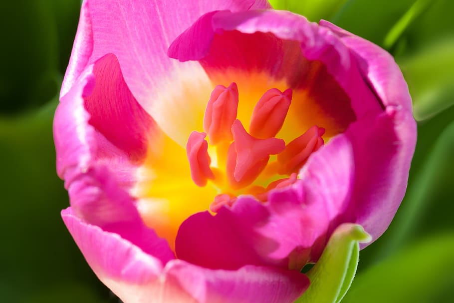 tulipa, primavera, macro, segell, estams, naturalesa, flor, schnittblume, florir, planta, flora, bràctees de flors, violeta, taronja, groc, verd, lliri, despertar de primavera, frühlingsanfang, planta amb flors, pètal, bellesa a la natura, fragilitat, vulnerabilitat, frescor, primer pla, inflorescència, cap de flor, color rosa, creixement, centrar-se en primer pla, cap gent, enfocament selectiu, peònia, dia, pol·len, a l'aire lliure, porpra, suavitat, jardineria, 4K