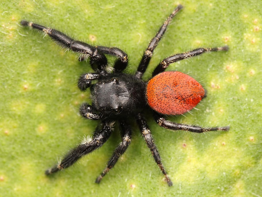 hoppe, edderkop, makro, tæt, behåret, web spider, tæt på, natur, uden for, hvirvelløse, insekt, dyr, dyre temaer, dyreliv, dyr i naturen, et dyr, leddyr, grøn farve, arachnid, ingen mennesker, sort farve, fokus på forgrunden, udendørs, dag, plante, dyr ben, giftig, 1080P
