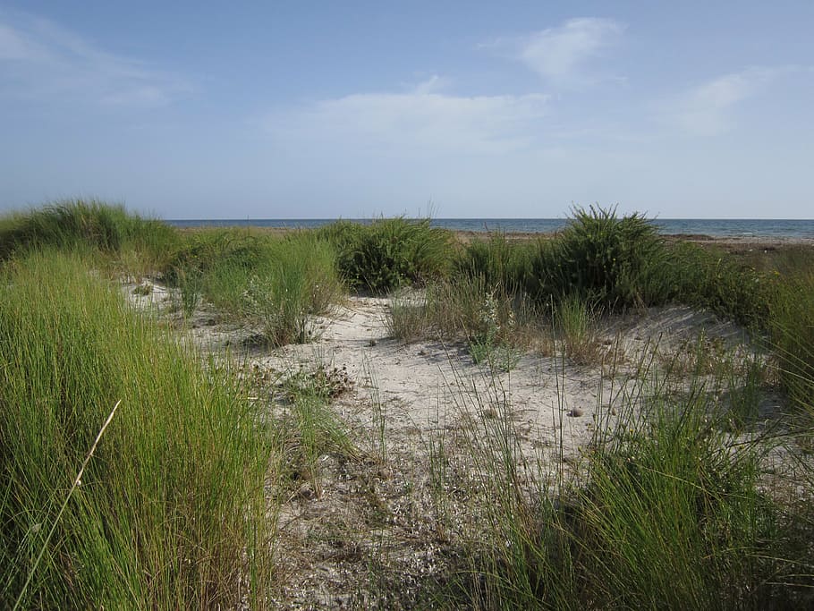 duna, sabbia, spiaggia, estate, vento, sole, erba, mare, duna di sabbia, natura, vacanza, sicilia, pianta, acqua, scenics - natura, la tranquillità, scena tranquilla, crescita, terra, bellezza nella natura, cielo, giorno, nessuno, orizzonte, colore verde, nuvola - cielo, scena non urbana, all'aperto, orizzonte sull'acqua, erba di coda di topo, erba di marram, palude, 4K