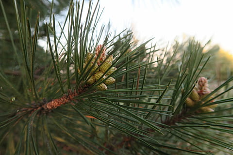bozzolo, albero, foglia dell'ago, natura, pianta, crescita, colore verde, avvicinamento, Pino, nessuno, giorno, bellezza nella natura, albero di conifere, concentrarsi sulle conoscenze acquisite, messa a fuoco selettiva, all'aperto, terra, ago - parte vegetale, foglia, la tranquillità, parte vegetale, campo, abete, 5K, CC0, dominio pubblico, privo di copyright