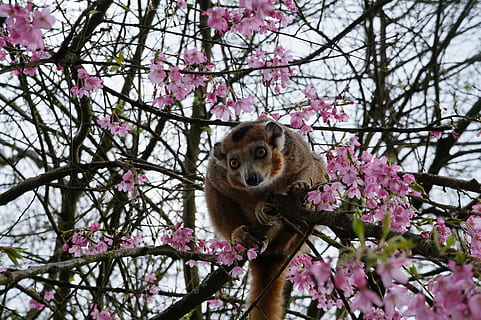 abe, træ, Zoo, dyr, natur, dyrepark, vild, bretagne, primat, plante, blomst, blomstrende plante, et dyr, afdeling, dyre temaer, pattedyr, vækst, hvirveldyr, lyserød farve, blomstre, lav vinkel visning, ingen mennesker, skønhed i naturen, dyr i naturen, forår, dyreliv, udendørs, kirsebær blomst, Kirsebærtræ, 5K, CC0, offentligt domæne, royaltyfrie