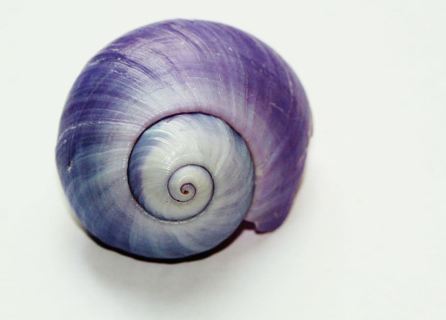 grå, sort, muslingeskal, snegl, skal, tæt, snegl shell, natur, dyr, form, spiralformet, hvirvel, mønster, linjer, abstrakt, symmetrisk, eddy, farverig, farve, violet, lilla, fauna, objekt, makro, makro foto, datailaufnahme, vraggods, strand fond, havdyr, maritim, meeresbewohner, tæt på, vand skabning, strukturer, dyreliv, dyreskal, dyre temaer, mollusk, havsnegle, ingen mennesker, hvirvelløse, hvid baggrund, studio skud, skåret ud, et dyr, dyr i naturen, indendørs, naturligt mønster, 4K