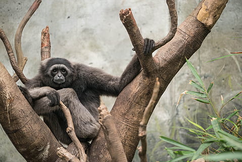 scimmia, ramo di un albero, Marrone, albero, pittura, grigio, tronco d'albero, primate, animale, mammifero, natura, foresta pluviale tropicale, specie in pericolo, foresta, Africa, animali allo stato selvatico, all'aperto, foresta pluviale, fauna selvatica, nessuno, giorno, pianta, vertebrato, ramo, un animale, giovane animale, seduta, 4K, CC0, dominio pubblico, privo di copyright