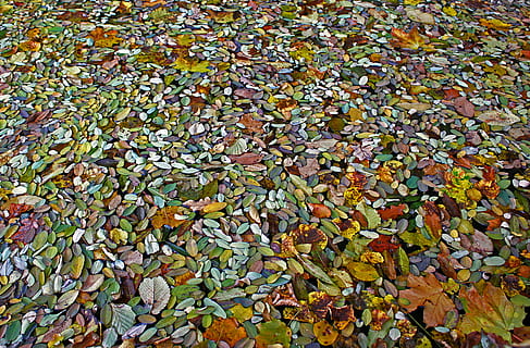 Laub, Niveau, jesen, Blatt, Herbst, Vollbild, große gruppe von gegenständen, Hintergründe, mehrfarbig, Fülle, Pflanzenteil, keine Leute, Tag, Natur, High Angle View, Veränderung, Schönheit in der Natur, Land, Blätter, Feld, draußen, Pflanze, Ruhe, trocken, natürlicher Zustand, 8K, CC0, gemeinfrei, lizenzfrei