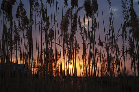 canya, sol, primavera, bellesa a la natura, posta de sol, tranquil·litat, planta, cap gent, cel, creixement, naturalesa, escena tranquil·la, silueta, arbre, escenics - natura, a l'aire lliure, terra, escena no urbana, idíl·lic, bosc, llum solar, vespre, 5K, CC0, domini públic, lliure de regalies