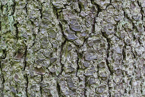 escorça, arbre, bosc, tribu, marró, esquerdat, fons, textura, marc complet, aspre, tronc, tronc de l'arbre, primer pla, cap gent, escorça de la planta, patró, dia, creixement, planta, naturalesa, a l'aire lliure, patró natural, duresa, estructura construïda, liquen, efecte texturat, 2K, CC0, domini públic, lliure de regalies