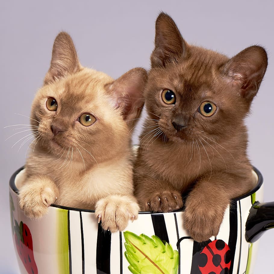 dos, marró, gatets, assegut, endins, ceràmica, tassa, gat, gatet, bonic, mascota, animals, parella, raça burmesa, housecat, nacional, mascotes, animal, temes d'animals, mamífer, animals domèstics, gat domèstic, felí, tir de l'estudi, un animal, a l'interior, animal jove, retrat, cap gent, mirant la càmera, petit, bigotis, 2K
