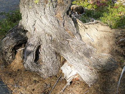 tree, root, nature, forest, sunshine, light, shadows, countryside, fall colors, season, back light, plant, no people, day, textured, land, solid, tree trunk, rock, trunk, wood - material, rough, growth, close-up, rock - object, outdoors, beauty in nature, bark, 4K, CC0, public domain, royalty free