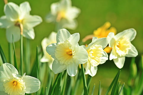 fiori bianchi e gialli, inclinare la fotografia, narciso, giunchiglie, primavera, fiorire, fioritura, fiore, pianta, flora, natura, bicolor, campo di giunchiglia, bianca, fiori, giallo, vicino, colori luminosi, giardino, luminosa, pianta ornamentale, pianta da giardino, botanica, estate, petalo, testa di fiore, freschezza, bellezza nella natura, avvicinamento, pianta fiorita, fragilità, vulnerabilità, infiorescenza, crescita, nessuno, Colore bianco, colore verde, concentrarsi sulle conoscenze acquisite, all'aperto, iris - pianta, 4K, CC0, dominio pubblico, privo di copyright