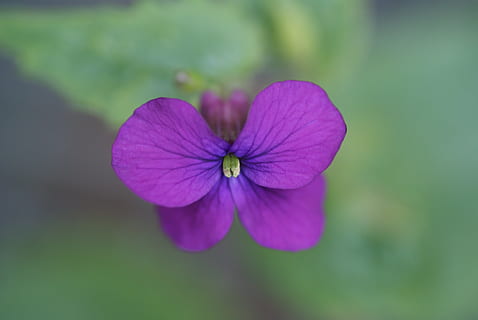 violet, flower, nature, tiny, plant, petal, close-up, flower Head, flowering plant, beauty in nature, freshness, purple, fragility, vulnerability, inflorescence, no people, focus on foreground, growth, day, outdoors, selective focus, pollen, 4K, CC0, public domain, royalty free