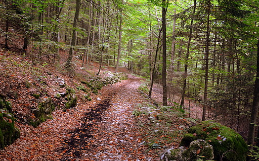 pista, foresta, escursione, albero, autunno, il percorso europeo, e5, Lessinia, Italia, terra, pianta, la strada davanti, direzione, sentiero, la tranquillità, bellezza nella natura, natura, nessuno, bosco, crescita, scena non urbana, scena tranquilla, scenics - natura, giorno, paesaggio, ambiente, prospettiva decrescente, all'aperto, albero di conifere, 5K, CC0, dominio pubblico, privo di copyright