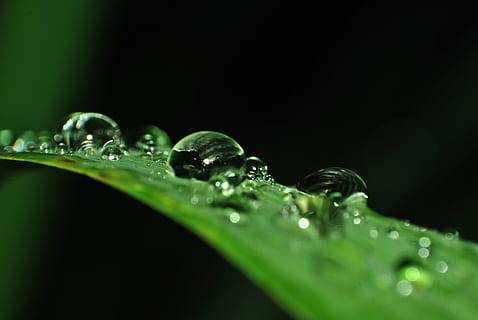burbuja, limpiar, claro, de cerca, cristal, Rocío, gotitas, ambiente, flora, Fresco, frescura, verde, hoja, líquido, macro, humedad, naturaleza, planta, pureza, lluvia, gota de agua, gotas de lluvia, agua, gotas de agua, mojado, soltar, color verde, parte de la planta, enfoque selectivo, nadie, foto de estudio, belleza en la naturaleza, fondo negro, brizna de hierba, 4K, CC0, dominio público, libre de derechos