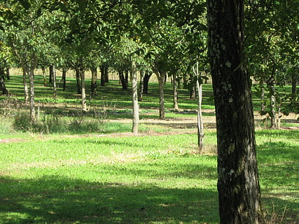 green, field walnut, spring, plant, tree, grass, land, green color, nature, tree trunk, trunk, tranquility, field, no people, tranquil scene, day, growth, sunlight, landscape, park, beauty in nature, outdoors, scenics - nature, 1080P, CC0, public domain, royalty free