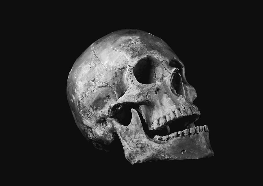 fotografia en escala de grisos, humà, crani, impotència, os, scull, crani humà, os humà, Halloween, mort, esquelet humà, horror, fantasmal, anatomia, ciència, persona morta, fons negre, primer pla, part del cos humà, tir de l'estudi, a l'interior, natura morta, esquelet, sol objecte, part del cos, història, fòssil, el passat, part del cos dels animals, crani d’animals, arqueologia, 2K
