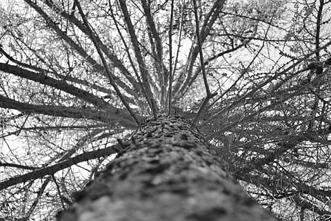 Baum, hoch schauen, hoch, grau, Schwarz und weiß, Geäst, Wald, holzig, hölzern, Kofferraum, Borke, Blätter, nach oben, Aussicht, Himmel, Hintergrund, Pflanzen, Flora, Grafik, Auswirkungen, visuell, Ast, kahler Baum, Natur, Baumstamm, draußen, Pflanze, Wachstum, keine Leute, Ruhe, Schönheit in der Natur, Land, Flachwinkelansicht, Baumkrone, Tag, direkt darunter, abnehmende Perspektive, 4K, CC0, gemeinfrei, lizenzfrei