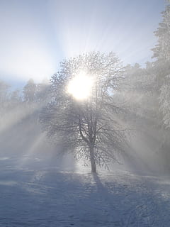 Wintersonne, Winter, Sonne, Baum, Schnee, Sonnenlicht, Gegenlicht, Raureif, eisig, kalte Temperatur, Himmel, Schönheit in der Natur, Sonnenstrahl, Pflanze, Ruhe, Linseneffekt, Natur, keine Leute, ruhige Szene, Tag, Szenen - Natur, kahler Baum, hell, draußen, hell erleuchtet, Streaming, schneebedeckter Berg, 2K, CC0, gemeinfrei, lizenzfrei
