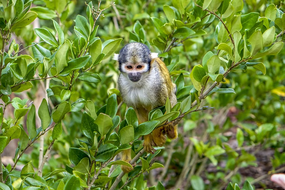 abe, egern abe, pattedyr, dyr, dyre temaer, et dyr, dyreliv, dyr i naturen, plante, blad, plante del, primat, hvirveldyr, natur, grøn farve, ingen mennesker, træ, dag, udendørs, Skov, afdeling, regnskov, 4K