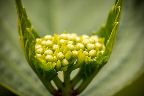 hydrangea, muda, mekar, berkembang, Frisch, hijau, makro, Daun-daun, tunas, struktur, menanam, merapatkan, pertumbuhan, warna hijau, kesegaran, sayur-mayur, makanan, makanan dan minuman, alam, tidak ada orang, fokus selektif, keindahan di alam, bunga, hari, makan sehat, tanaman berbunga, daun, pertanian, bagian tanaman, fokus pada latar depan, di luar rumah, 5K, CC0, domain publik, bebas royalti