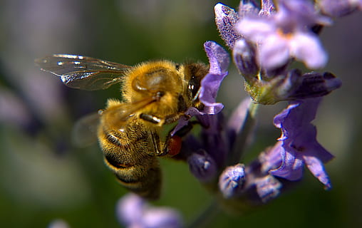 abella, ala, pell, macro, insecte, naturalesa, flor, florir, tancar, estiu, animal, planta, espígol, porpra, un animal, temes d'animals, planta amb flors, animals a la natura, fauna animal, fragilitat, invertebrat, bellesa a la natura, pètal, primer pla, vulnerabilitat, cap de flor, polinització, frescor, cap gent, Abellot, mel d'abella, a l'aire lliure, 4K, CC0, domini públic, lliure de regalies