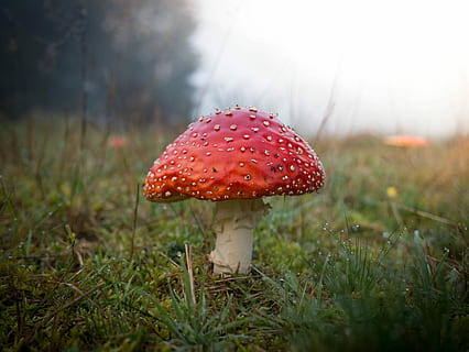 närbild, Foto, padda pall, svamp, giftsvamp, gräs, dagg, våt, regn, liten droppe, vatten, moln, dimma, fält, träd, röd keps, höst, växt, röd, vegetabiliska, flyga agarisk svamp, tillväxt, mat, landa, natur, fick syn på, inget folk, skönhet i naturen, selektiv fokusering, dag, skog, friskhet, utomhus, giftig, ytanivå, 4K, CC0, offentligt domän, royaltyfria