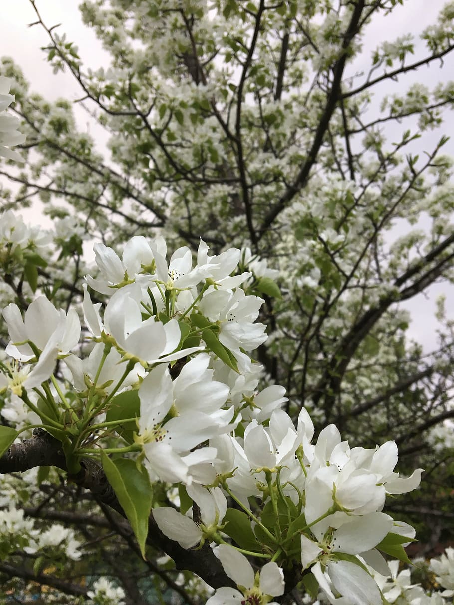 primavera, Melo in fiore, fiori di melo, pianta, pianta fiorita, fiore, fragilità, albero, vulnerabilità, freschezza, bellezza nella natura, Colore bianco, crescita, fiorire, ramo, petalo, avvicinamento, giorno, natura, nessuno, testa di fiore, concentrarsi sulle conoscenze acquisite, all'aperto, fiore di ciliegio, ciliegio, polline, un mazzo di fiori, 4K